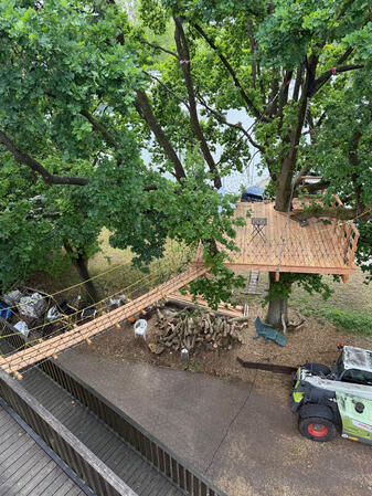 Tree Frame